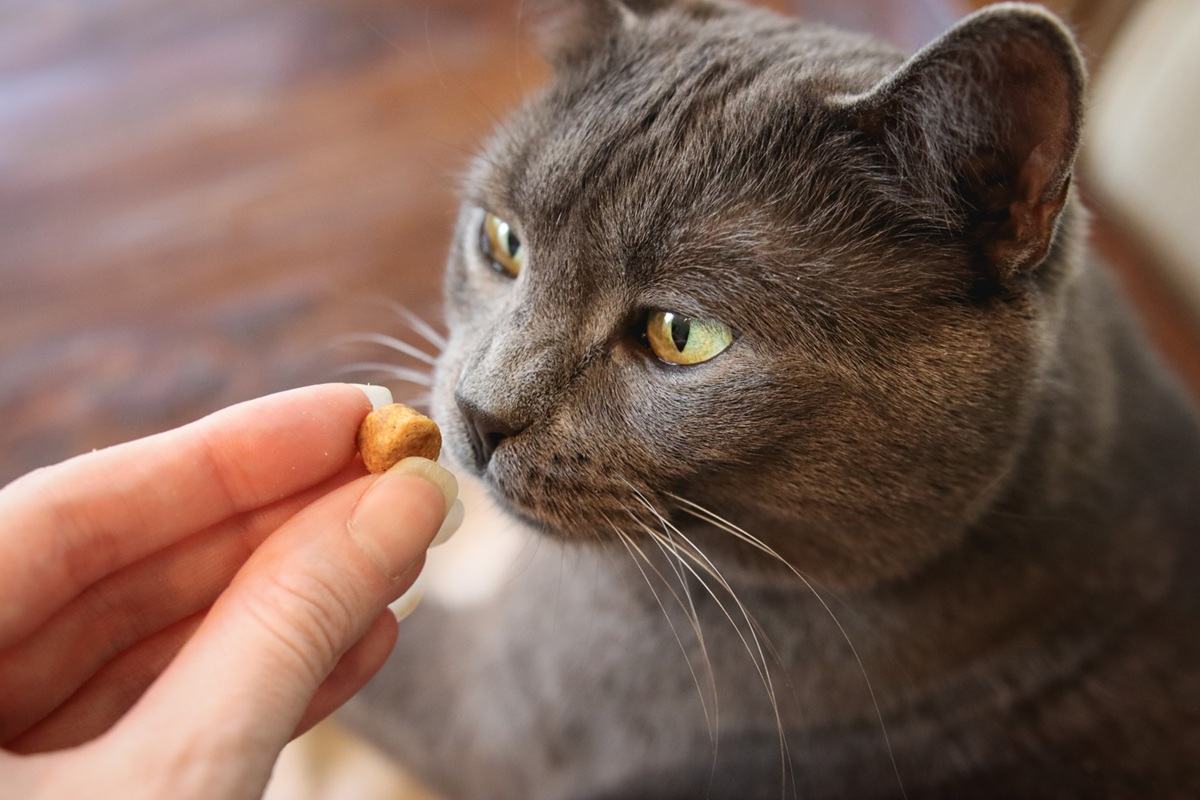 如何管理猫咪的食物攻击性行为：实用解决方案与喂食技巧-嘿爪宠物