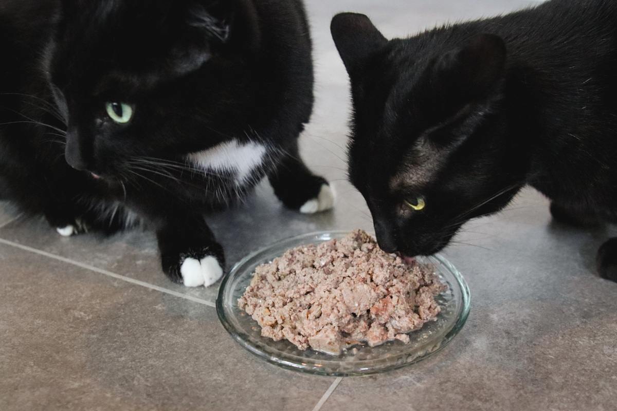 图片[2]-如何管理猫咪的食物攻击性行为：实用解决方案与喂食技巧-嘿爪宠物