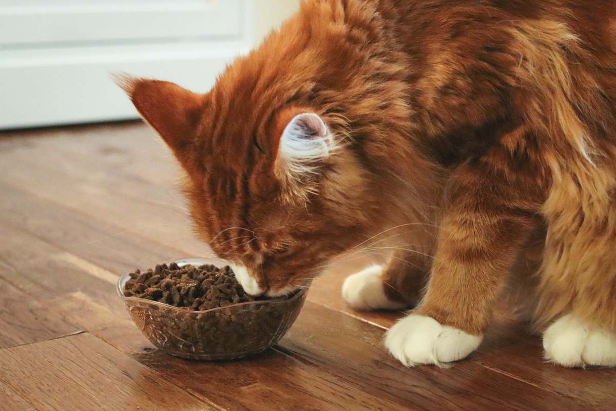 图片[3]-如何管理猫咪的食物攻击性行为：实用解决方案与喂食技巧-嘿爪宠物