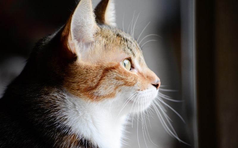 猫咪“假装生病”之谜：日常习惯改变引发健康行为变化-嘿爪宠物