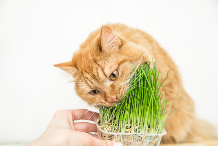 图片[2]-猫草全解析：从选购到种植，让猫咪健康又快乐-嘿爪宠物
