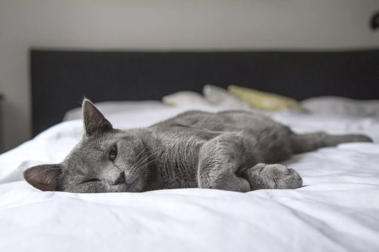 猫咪湿食是什么？猫吃湿食的好处、转食5 要点！-嘿爪宠物