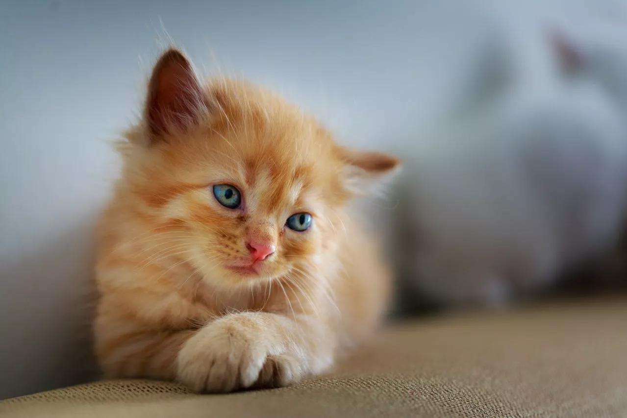 猫咪耳疥虫只要接触就会感染？认识耳疥虫症状、治疗方式-嘿爪宠物